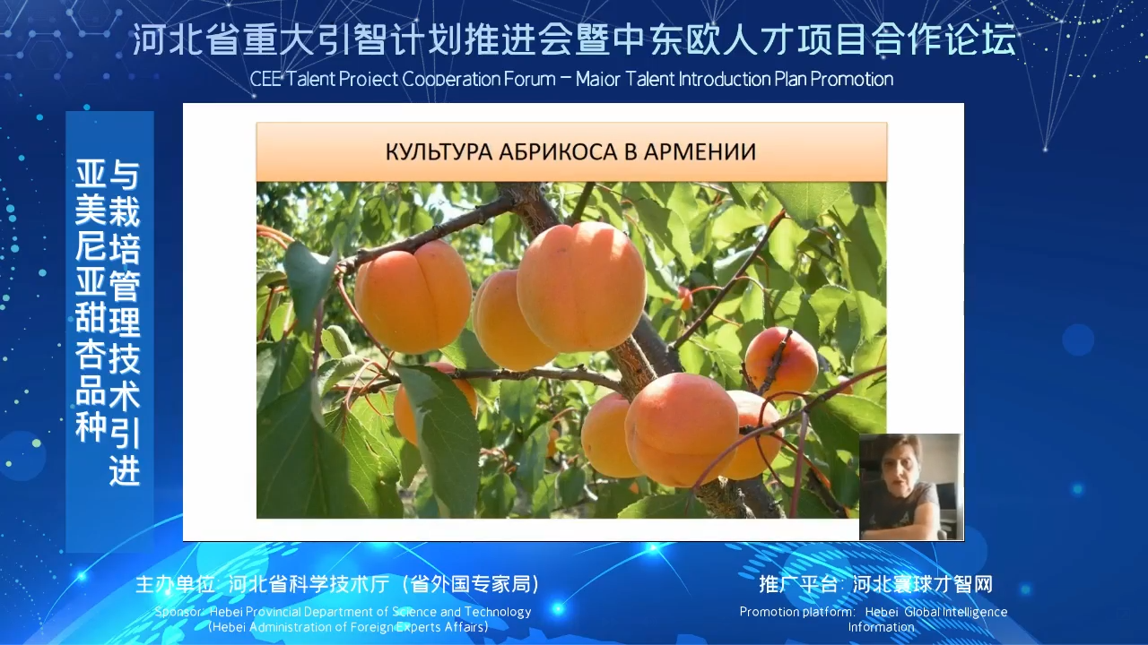 亚美尼亚甜杏品种与栽培管理技术引进